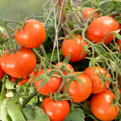 Kernlose Tomate