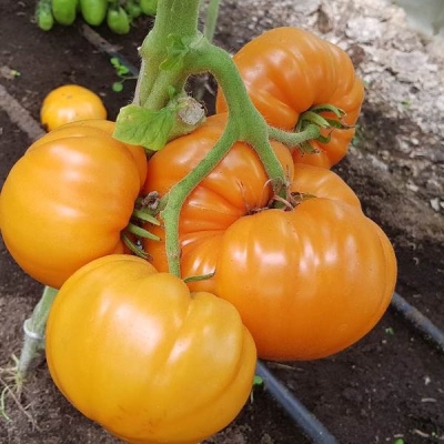 Tomate Bisonorange