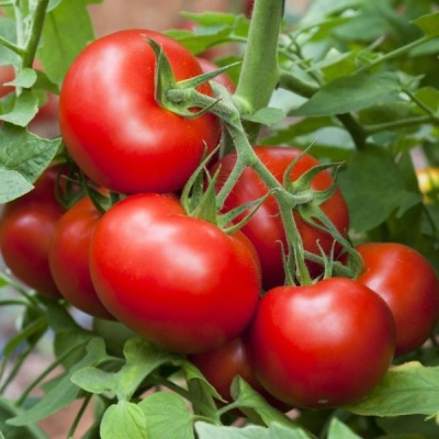 Tomato Blagovest