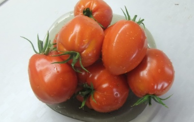 Tomatenfass Minusinsk