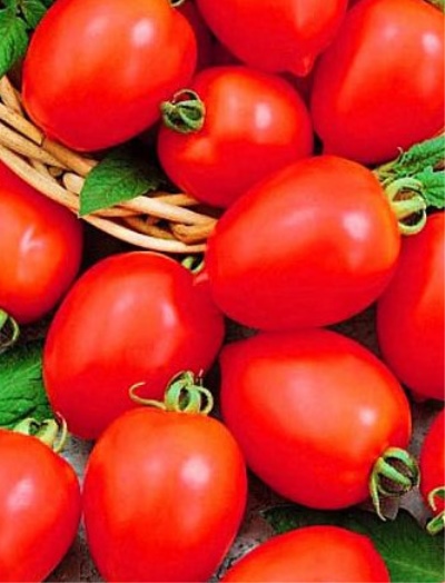 Tomatenkämpfer (Kauf)