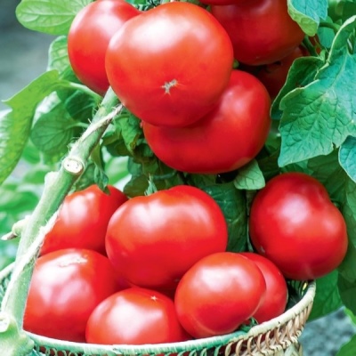 Tomato Bogata khata