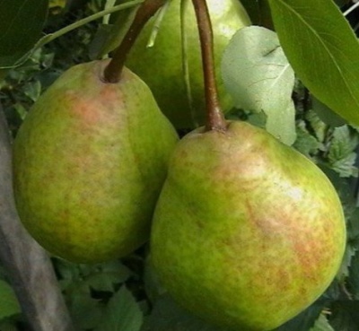 Pear Rich