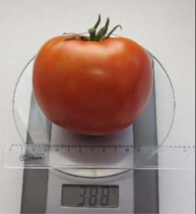 Tomato Bogatyr