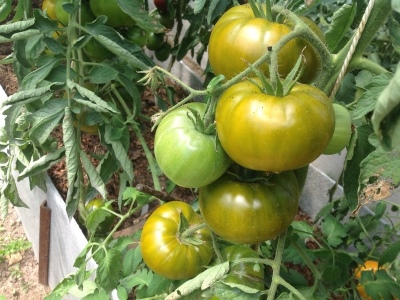 Pantano de tomate