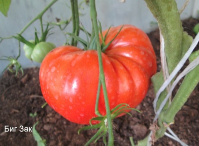 Tomat Big Zak