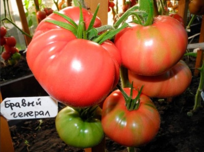 Tomaten Dappere Generaal