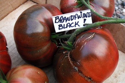 Brandywine de tomate