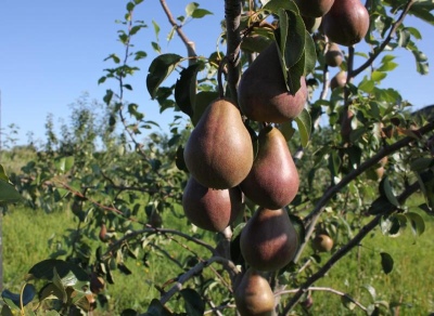 Pear Bryansk beauty