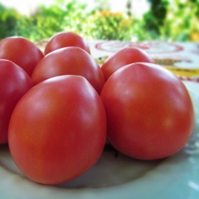 طماطم Budenovka