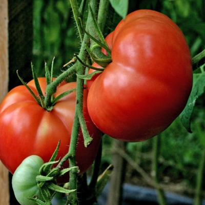 Rød Bugai tomat