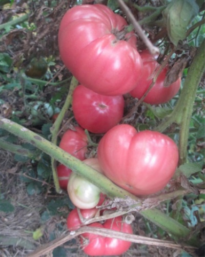 الطماطم بوغاي الوردي