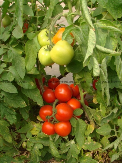Tomato Bulat