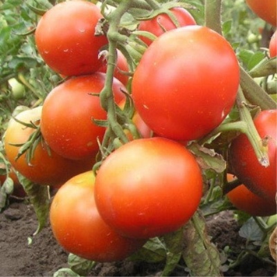 الطماطم Burkovskiy في وقت مبكر