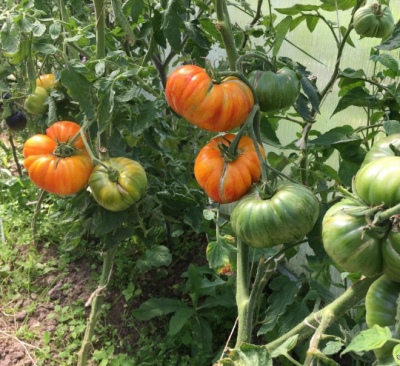 Tomaten-Burraker-Favoriten