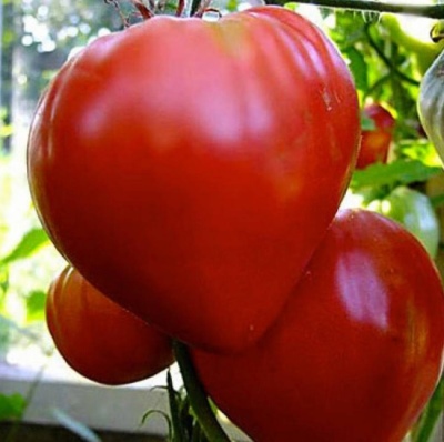Tomat Bovint hjerte rødt