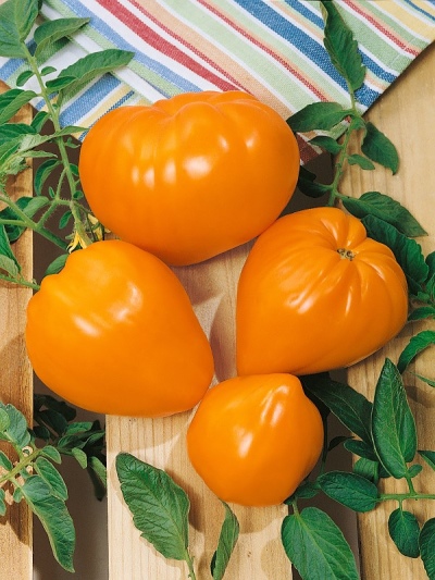 Tomate Rinderherz Orange