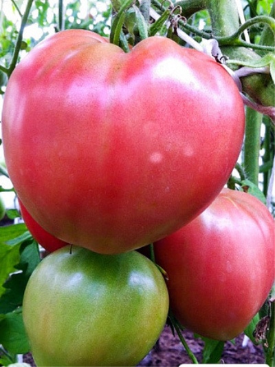 Tomat Bovint hjerte pink