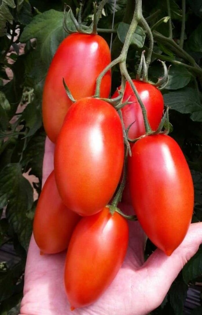 Tomat Dame Mand