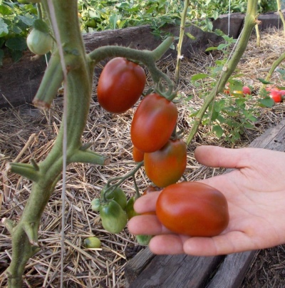 Tomate De Barao noire