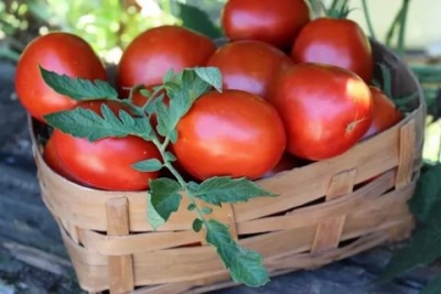 Tomato De Barao kæmpe