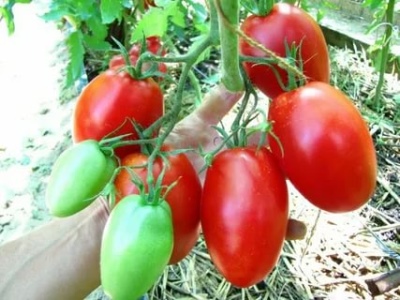 Tomate De Barao rouge