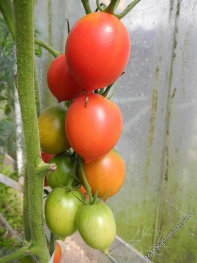 Tomato De Barao الوردي