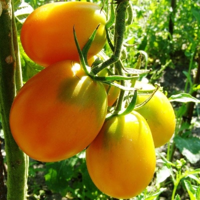 Tomato De Barao golden