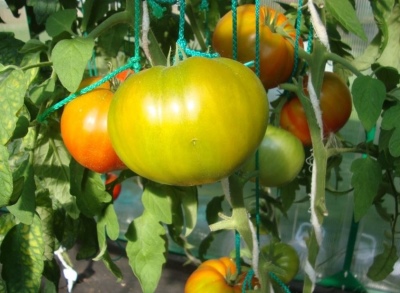Pomidoras Skanus