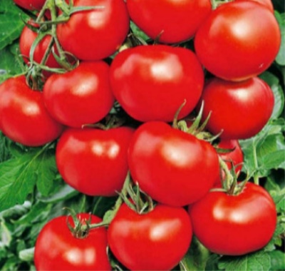 Tomaten-Geldbeutel