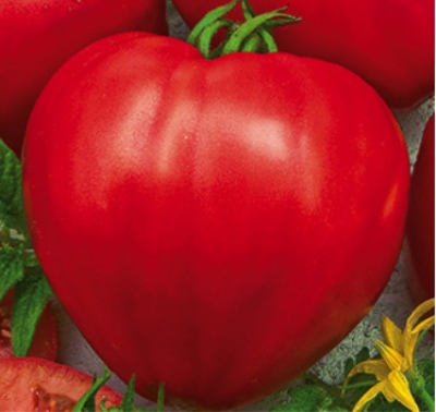 Corazones femeninos de tomate