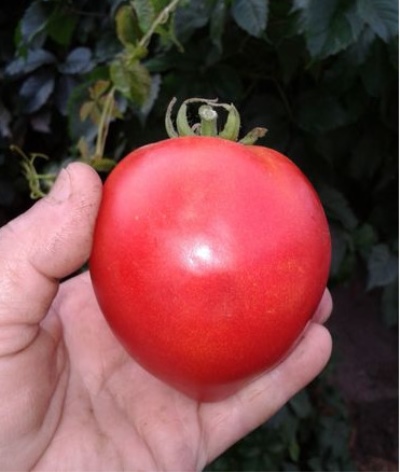 Tomaten-Jungfernbrust