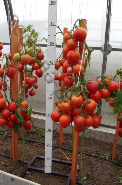 Diadema de tomate