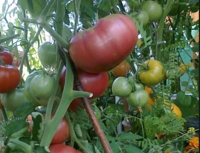 طماطم برية روز