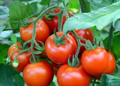 نوع الطماطم
