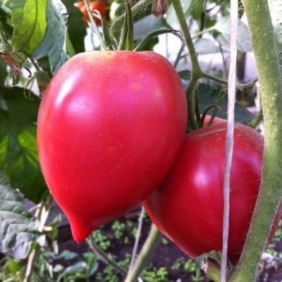 Tomato Home-harten van de Gonsiorovskys