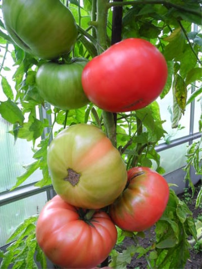 Burly tomat