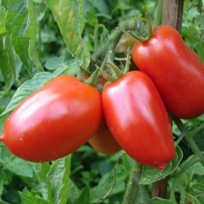 Dusya rode tomaat