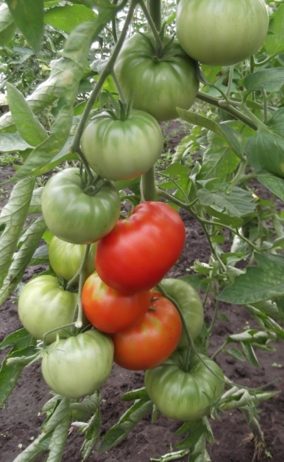 Tomatenpalast