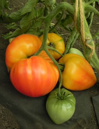 Meloen tomaat
