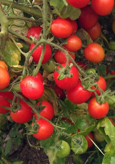 Tomato Thumbelina