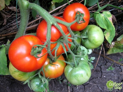 Pomidorowa Gina TST