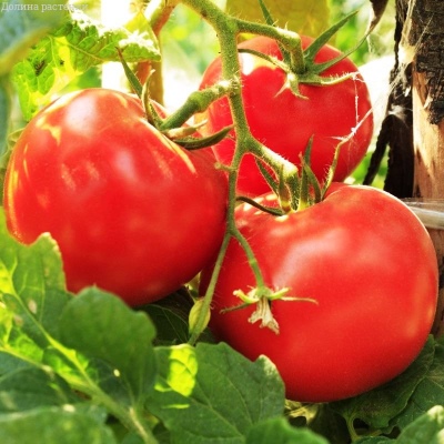 Gina's tomaat