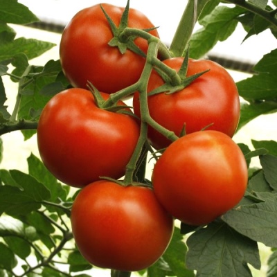 Tomate Katharina die Große