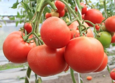 Eupator de tomate