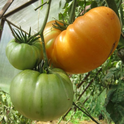 Tomate abacaxi havaiano