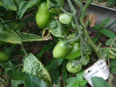 طماطم هافانا السيجار