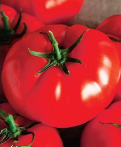 Tomate générale