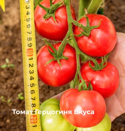 Tomate Herzogin des Geschmacks