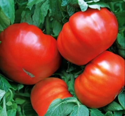 Tomate gigante rojo